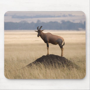 Tsessebe Antilope auf Ausblick für Fleischfresser Mousepad