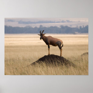 Tsessebe Antilope auf Ausblick für Fleischfresser Poster
