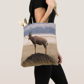 Tsessebe Antilope auf Ausblick für Fleischfresser Tasche (Von Nahem)