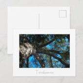 Tsitsikamma Nationalpark Südafrika Postkarte (Vorne/Hinten)