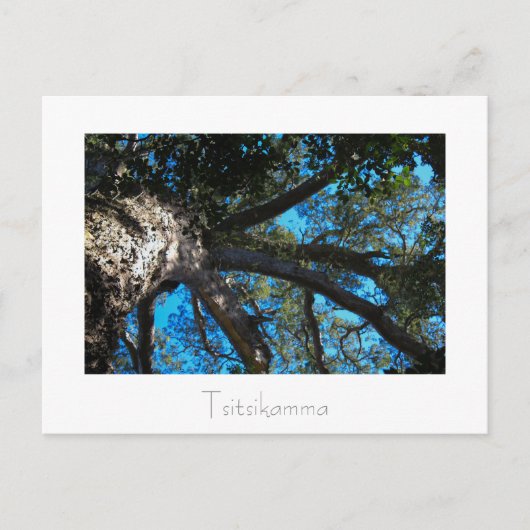 Tsitsikamma Nationalpark Südafrika Postkarte (Vorderseite)