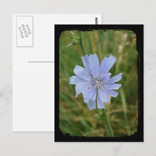 TTV mit lila Chickory Postkarte (Vorne/Hinten)