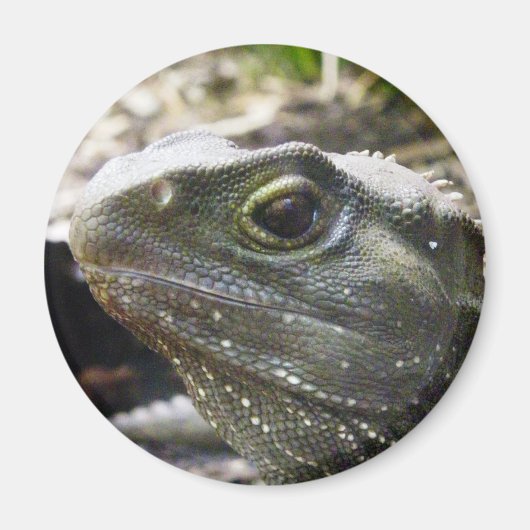 Tuatara Magnet (Vorne)