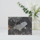 Tuatara Postkarte (Stehend Vorderseite)