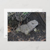 Tuatara Postkarte (Vorne/Hinten)