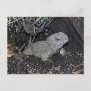 Tuatara Postkarte