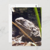 Tuatara Postkarte (Vorne/Hinten)