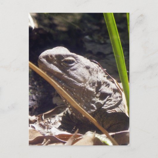 Tuatara Postkarte (Vorderseite)