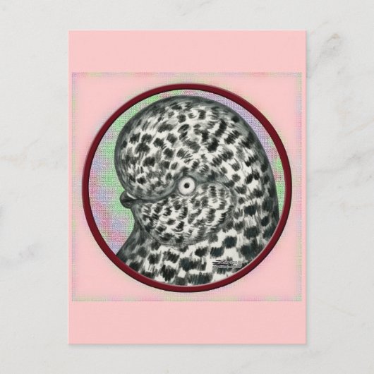 Tubbler-Taubenzirkel Postkarte (Vorderseite)