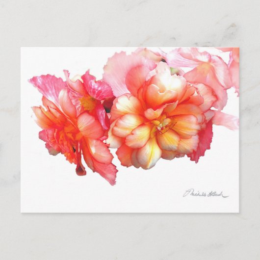Tuberous Begonia No. 1 Postkarte (Vorderseite)