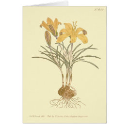 Tuch aus Gold-Crocus-Illustration