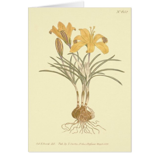 Tuch aus Gold-Crocus-Illustration (Vorne)