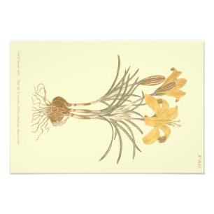 Tuch aus Gold-Crocus-Illustration Fotodruck
