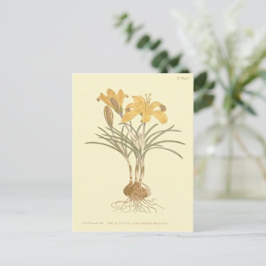 Tuch aus Gold-Crocus-Illustration Postkarte (Stehend Vorderseite)