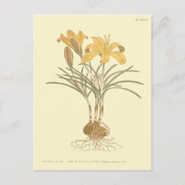 Tuch aus Gold-Crocus-Illustration Postkarte
