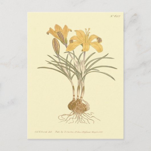 Tuch aus Gold-Crocus-Illustration Postkarte (Vorderseite)