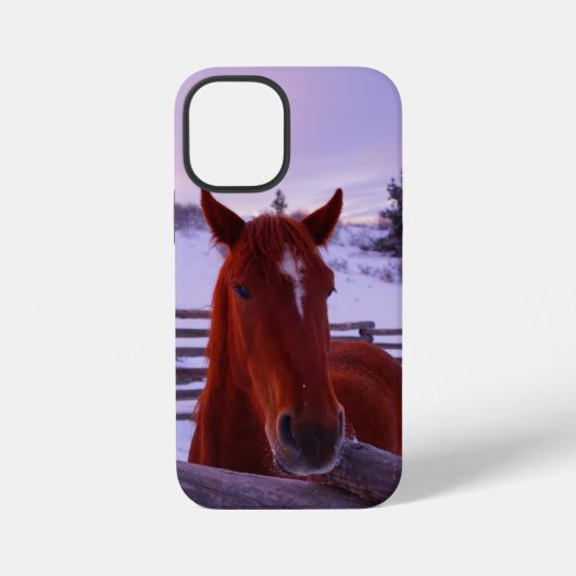 Tucker im Schnee iPhone 12 Mini Hülle (Rückseite)