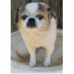 Tuckern-Hund Freistehende Fotoskulptur<br><div class="desc">Mein weniges Mops-/Chihuahuakreuz.</div>