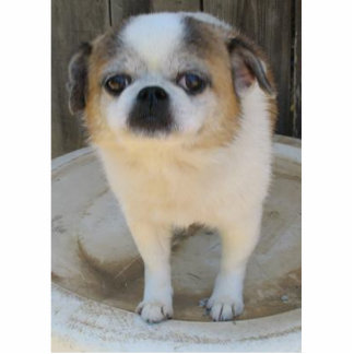 Tuckern-Hund Freistehende Fotoskulptur