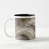 Tucson, Arizona: Seile und hanrnesses an benutzt Zweifarbige Tasse (Links)