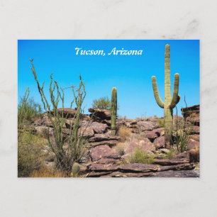 Tucson Arizona, Wüste Südwesten, Kakti Postcard Postkarte