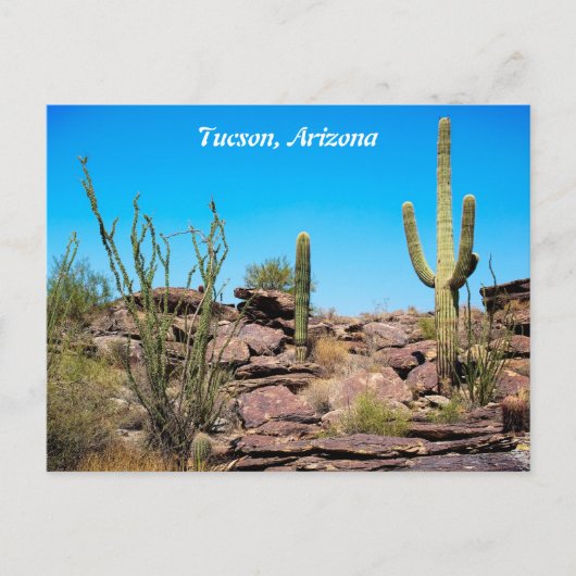 Tucson Arizona, Wüste Südwesten, Kakti Postcard Postkarte (Vorderseite)