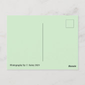 Tucson, Az Postcard Postkarte (Rückseite)