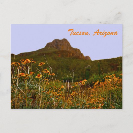 Tucson Mountain und Wildblumen bei Sunset Postkarte (Vorderseite)