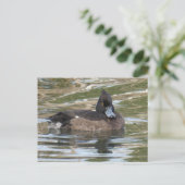 Tufed Duck DIY Postcard Postkarte (Stehend Vorderseite)
