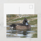 Tufed Duck DIY Postcard Postkarte (Vorne/Hinten)
