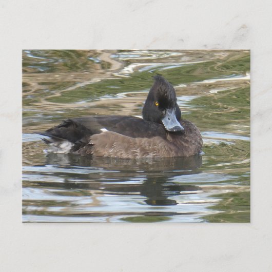 Tufed Duck DIY Postcard Postkarte (Vorderseite)