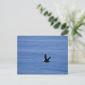 Tufin im Flug Postkarte (Stehend Vorderseite)