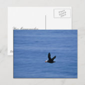Tufin im Flug Postkarte (Vorne/Hinten)