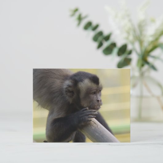 Tufin Kapuzineraffe Postkarte (Stehend Vorderseite)