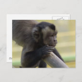 Tufin Kapuzineraffe Postkarte (Vorne/Hinten)