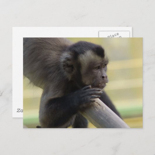 Tufin Kapuzineraffe Postkarte (Vorne/Hinten)