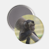 Tufin Kapuzinermagnet Magnet (Vorderseite/Rückseite)