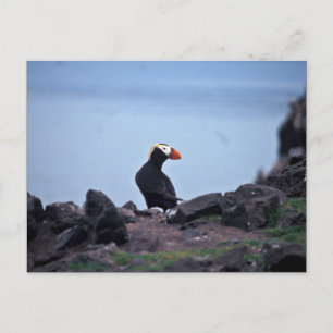 Tufin Puffin Bogoslof Island Postkarte