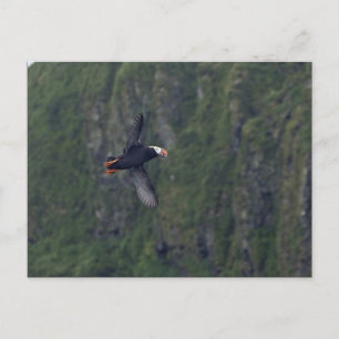 Tuflische Puffin im Flugzeug, Insel Aiktak Postkarte