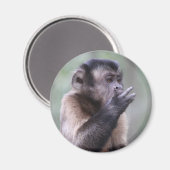 Tuflisches Capuchin-Affen-Foto Magnet (Vorderseite/Rückseite)