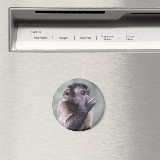 Tuflisches Capuchin-Affen-Foto Magnet (In Situ (Geschirrspüler))