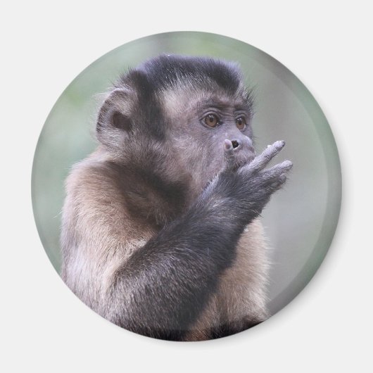 Tuflisches Capuchin-Affen-Foto Magnet (Vorne)