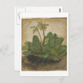 Tuft von Cowslips von Albrecht Durer Postkarte (Vorne/Hinten)