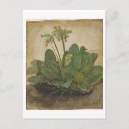 Tuft von Cowslips von Albrecht Durer Postkarte