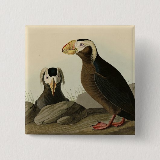 Tufted Auk (Puffin) - Audubons Vögel von Amerika Button (Vorderseite)
