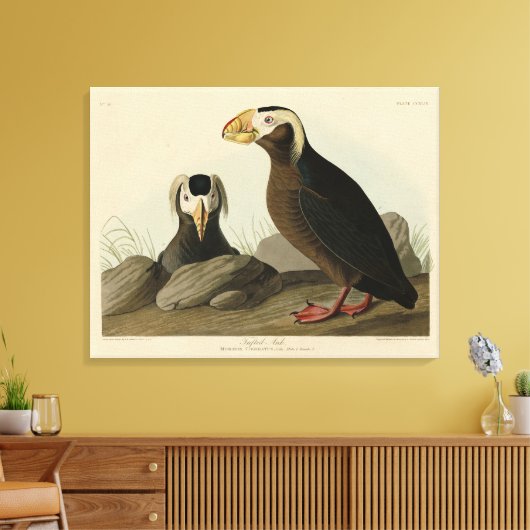 Tufted Auk (Puffin) - Audubons Vögel von Amerika Leinwanddruck (Insitu (Wohnzimmer))