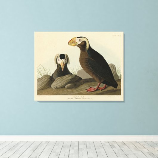 Tufted Auk (Puffin) - Audubons Vögel von Amerika Leinwanddruck (Insitu (Holzboden))