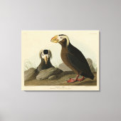 Tufted Auk (Puffin) - Audubons Vögel von Amerika Leinwanddruck (Vorderseite)