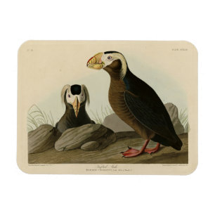 Tufted Auk (Puffin) - Audubons Vögel von Amerika Magnet