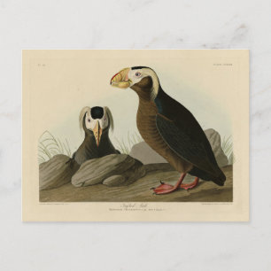 Tufted Auk (Puffin) - Audubons Vögel von Amerika Postkarte